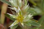 Silver nailwort